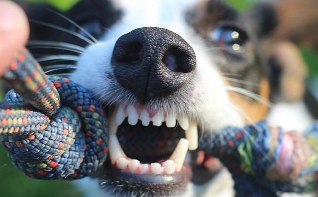 Ayuda a tu perro a tener una salud dental excelente