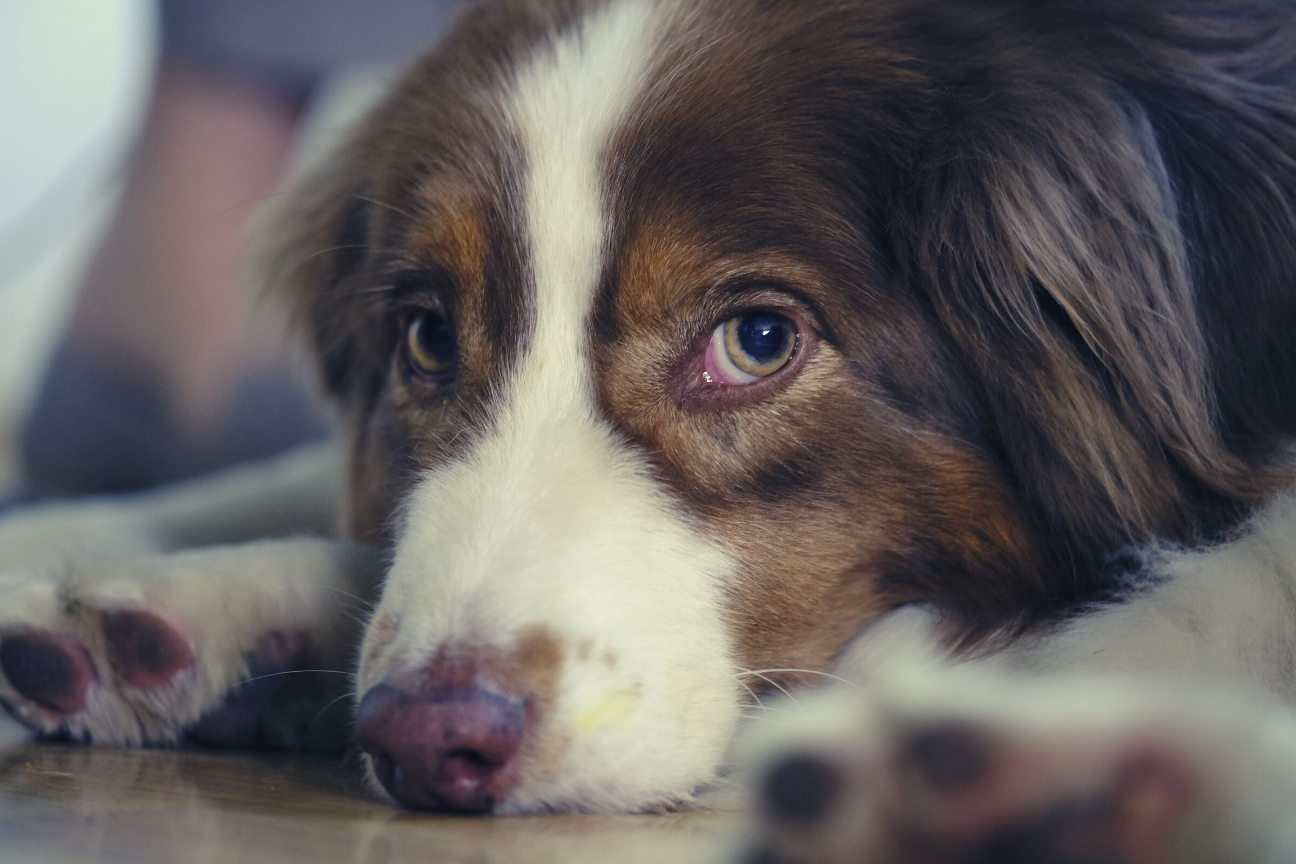 MI PERRO VOMITA ¿POR QUÉ LO HACE ? ¿QUÉ DEBO HACER?