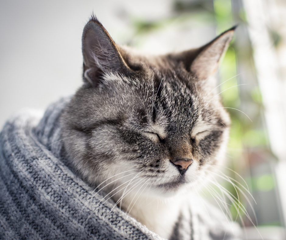 ENFERMEDADES VÍRICAS PELIGROSAS EN GATOS