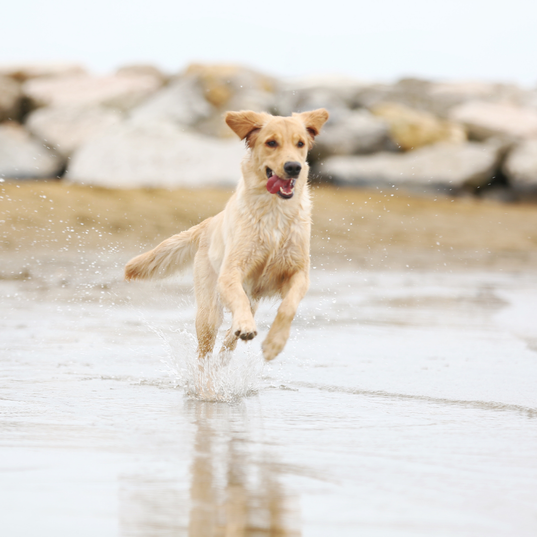 GOLPES DE CALOR EN PERROS