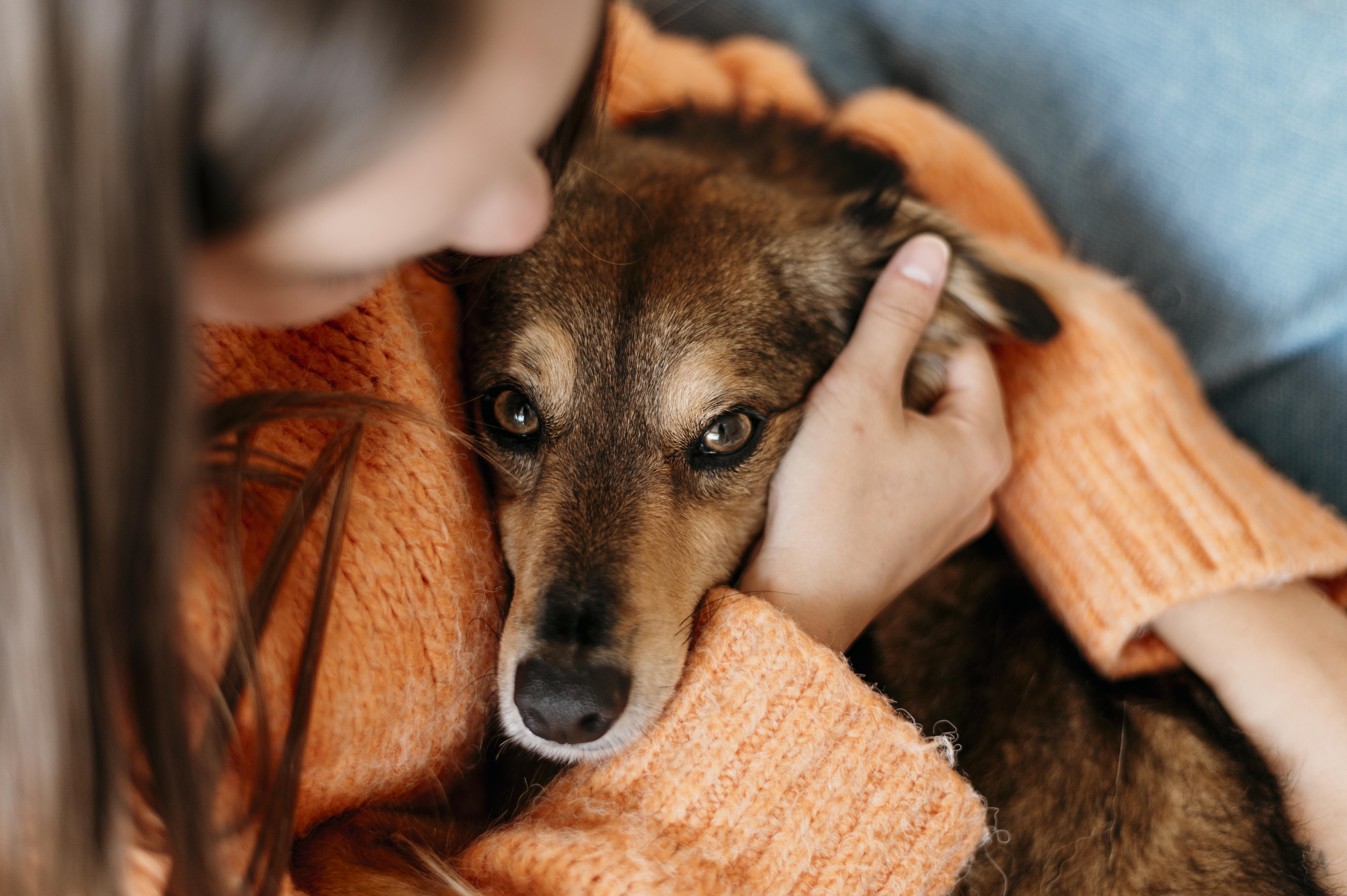 GUSANOS DENTRO DEL CORAZÓN ¿DE VERDAD PUEDE TENER ESO MI PERRO?