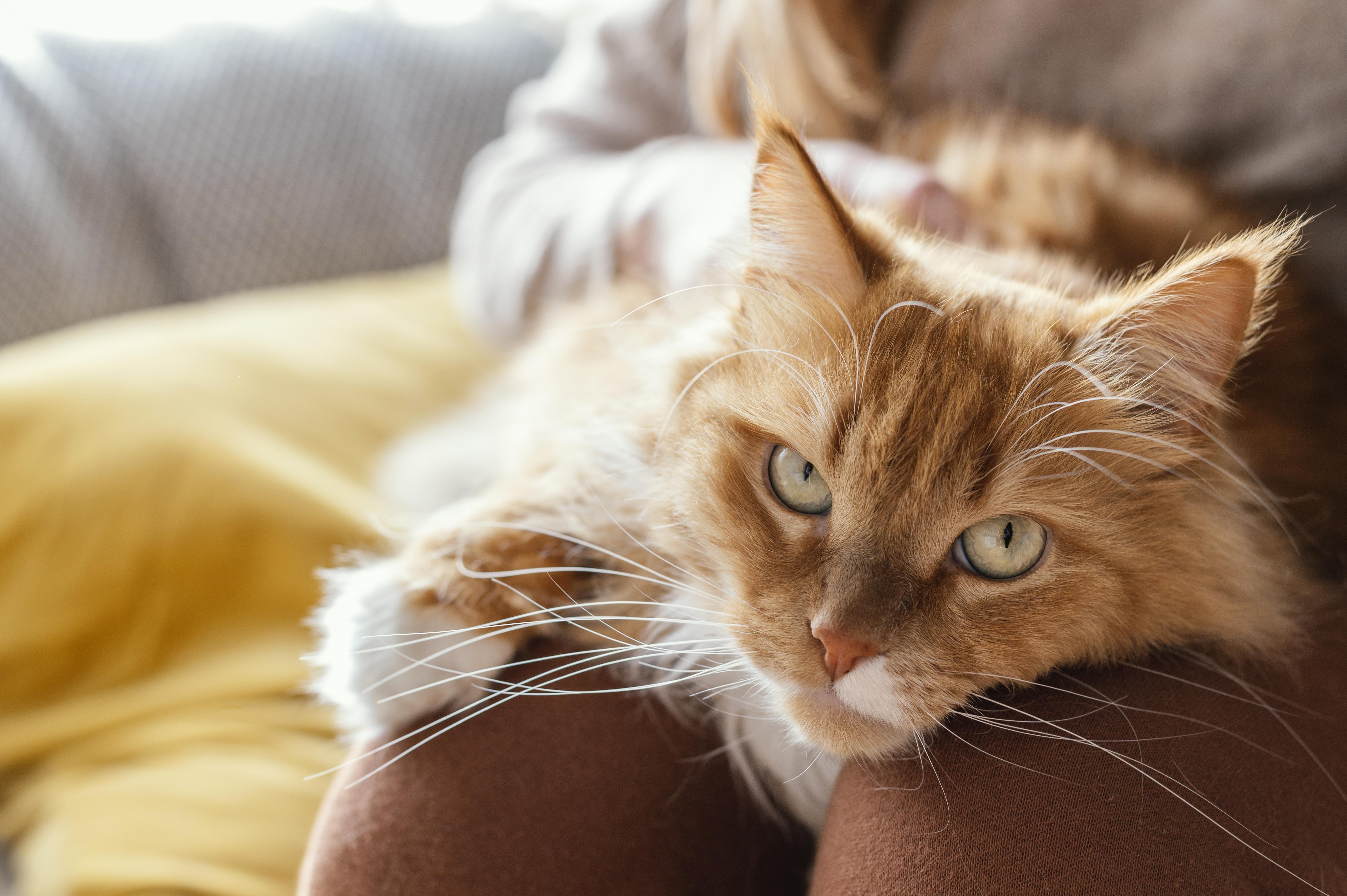 CREO QUE MI GATO ESTÁ ESTREÑIDO ¿QUÉ DEBO HACER?