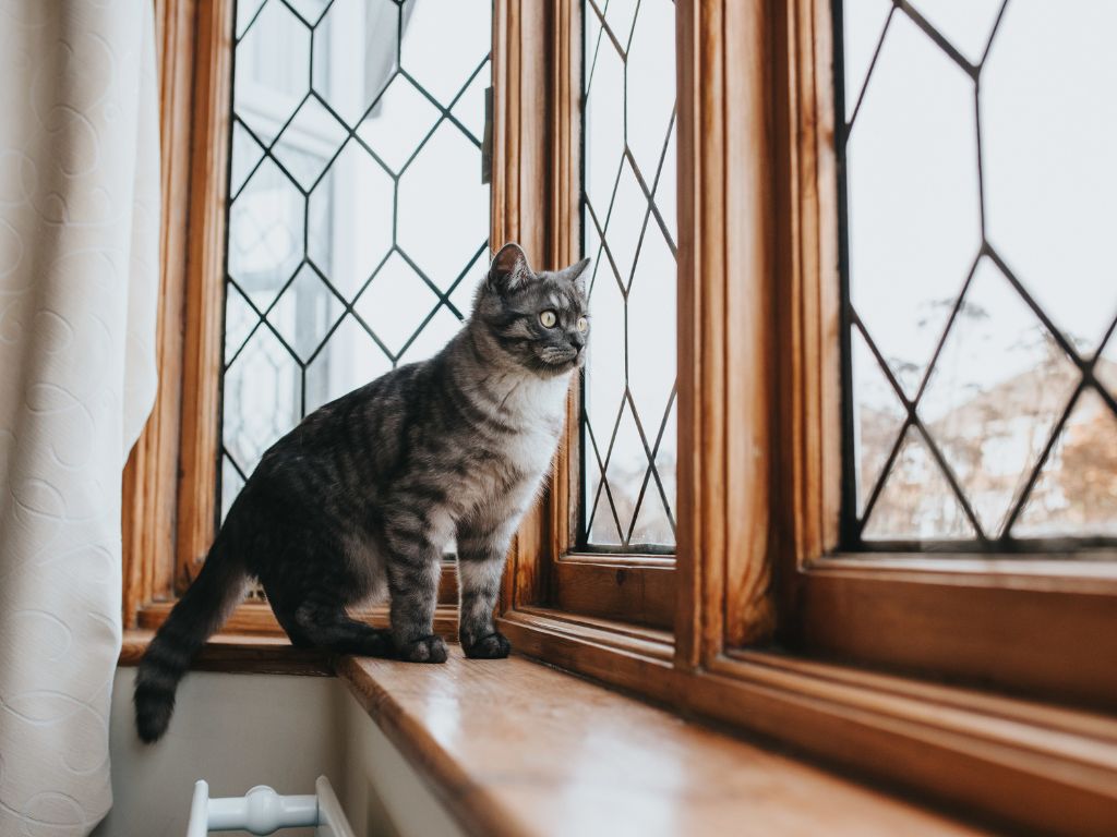 SÍNDROME DEL GATO PARACAIDISTA: EVITA QUE TU GATO SE CAIGA POR LA VENTANA