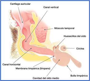 MI PERRO TIENE OTITIS ¿CÓMO SE CURA?