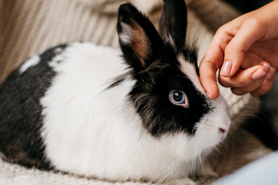 ¿QUÉ VACUNAS DEBERÍA PONERLE A MI CONEJO?