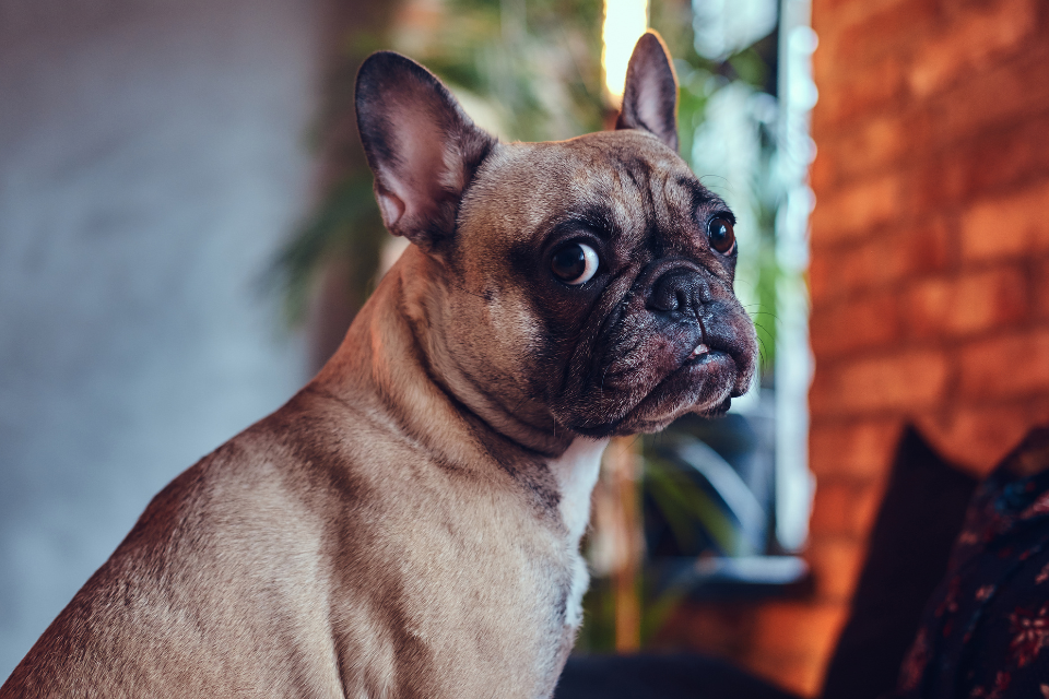 Ojos secos en perros ¿Qué significa?