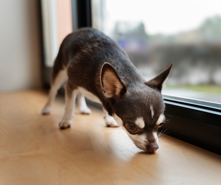 Mi perro se orina por todas partes ¿Puede que tenga incontinencia urinaria?