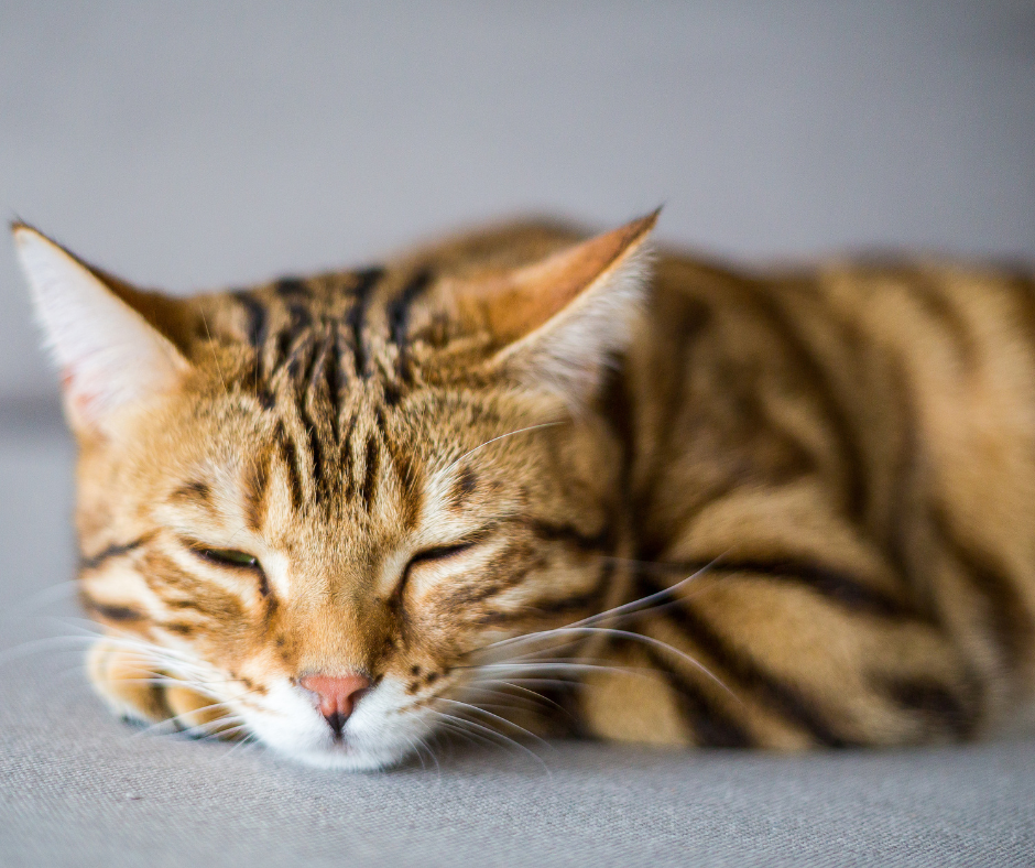 Conoce las intoxicaciones más frecuentes en gatos: más vale prevenir
