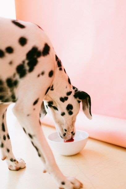 Diabetes Melitus en el Perro
